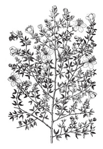 白色艺术：家庭植物的黑色线条