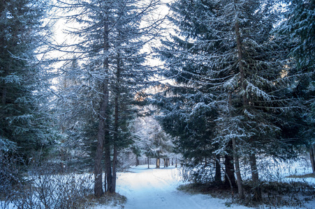 在雪地里山风景