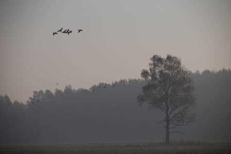 在雾蒙蒙的早晨, 在沼泽附近的日出中, 美丽的迁徙鹅群。拉脱维亚, 欧洲的秋天风景