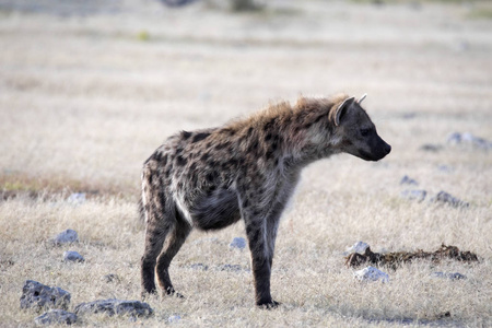 Crocuta Crocuta, 位于纳米比亚 Etosha 国家公园水坑的斑点鬣狗