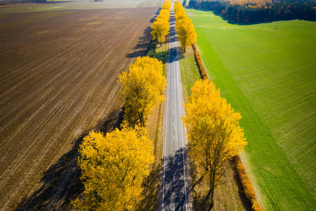 旅行背景。秋天的风景。空中无人机视图。空旷的道路地平线与秋天的黄色树木在路边