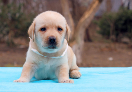 蓝色背景上的拉布拉多犬