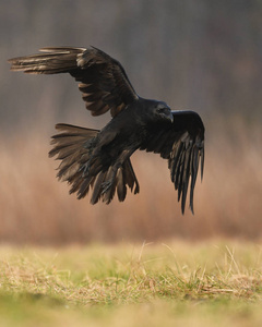 普通乌鸦在自然栖息地飞行