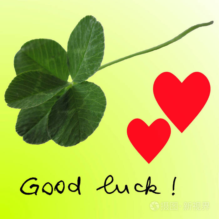 五叶三叶草照片绿色与两个红心和手写的好运在石灰绿色