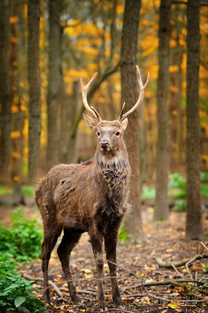在秋天的森林中的鹿