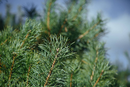 松软的松树分靠在蓝天上。长针。圣诞树