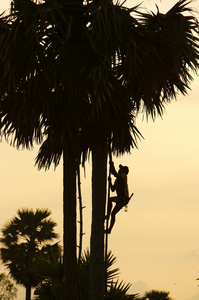 男子爬上棕榈树
