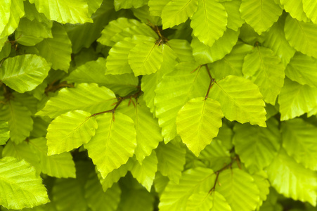 山毛榉植物的图片