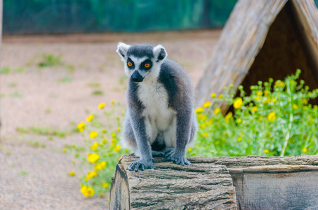 狐猴在敖德萨 Biopark 动物园