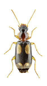 杜罗米乌斯quadrimaculatus