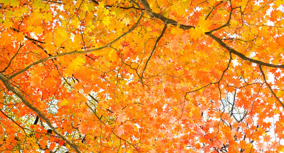 枫叶落黄落红枫叶照片