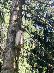 一棵木褐色的鸟笼, 一座松树上的森林里的鸟儿的房子