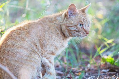 成年家养猫坐在草地上