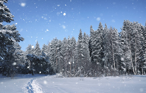 冬雪中的神奇松树林