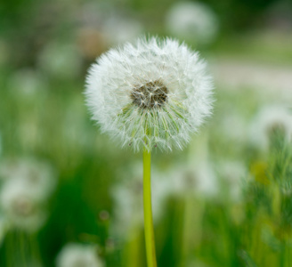 蒲公英花在夏天