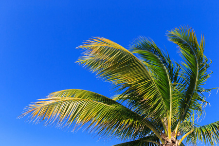 天空上的棕榈树