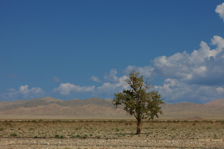 在山中的寂寞树。蒙古