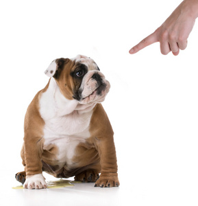 惩罚女犯人憋尿撒尿的小狗照片