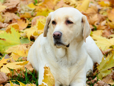 拉布拉多犬