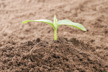 单个幼苗生长在土壤中