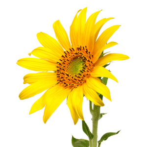 在白色的向日葵图片