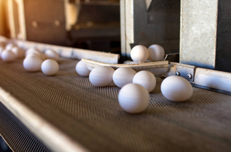 鸡蛋通过运输者和工作者安定蛋在特别盘, 鸡蛋的包装, 生产, 家禽农场