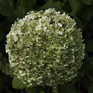 绣球花秦艽植物在家庭 Hydrangeaceae, 原产于日本被称为 bigleaf, 法国, lacecap 或长毛绣球, 