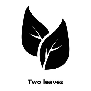 两个叶子图标向量被隔离在白色背景上, 标志概念上的两个叶子在透明背景上签名, 填充黑色符号