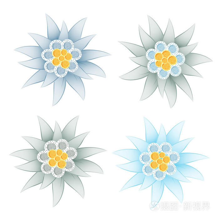 雪绒花(白绒花)插画-正版商用图片0avd0i-摄图新视界