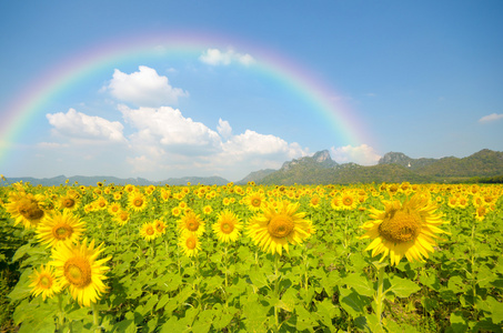 向日葵太阳镜图片