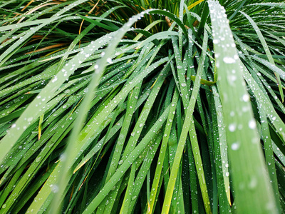 新鲜的绿草, 露水滴近。雨后, 淡水 driops 在青草上。绿草上淡淡的晨露