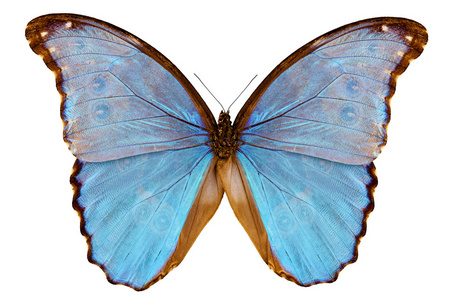 蝴蝶物种蓝蝶 godarti assarpai雄性考拉熊的肖像成年男性 hamadryas