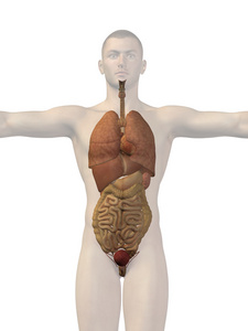 人体结构与内部器官