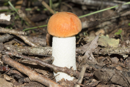 一个年轻的单面生长在森林里, 一个红色的帽子和白色的脚在干燥的枝叶和树枝之间的蘑菇, 野生动物的抽象背景