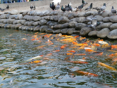位于利马 Surco 区的友谊好公园 友谊 的池塘中的红鱼鸽子和鸭子