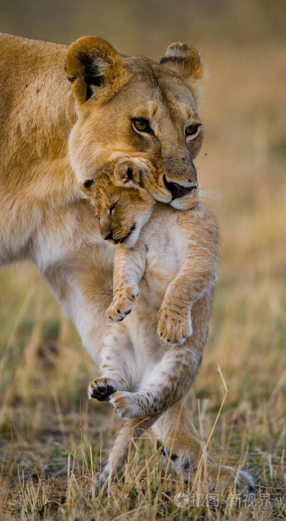 两个小狮子在大草原