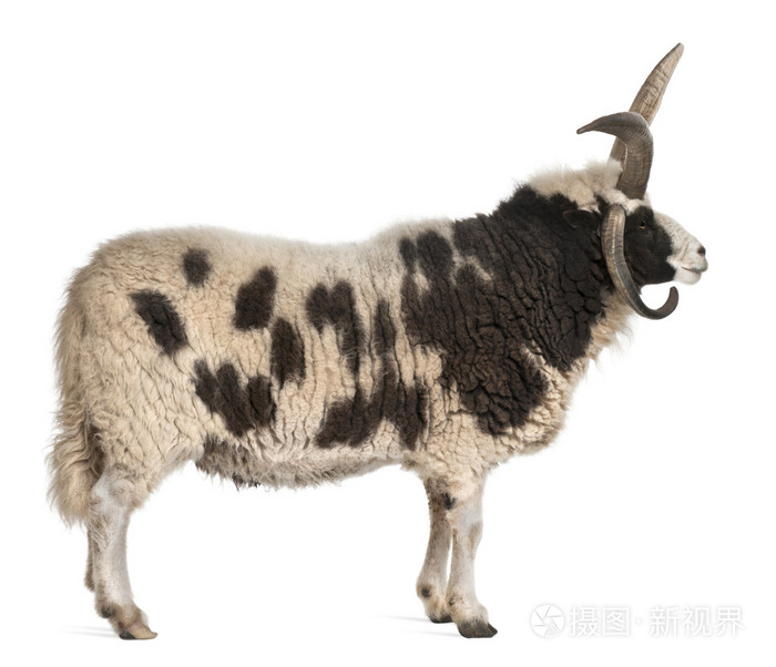 多角的雅各布 ram 绵羊白羊座，在白色背景前