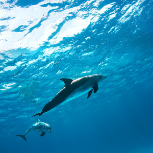 热带海洋生物野生海豚图片