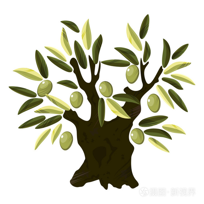 老橄榄树