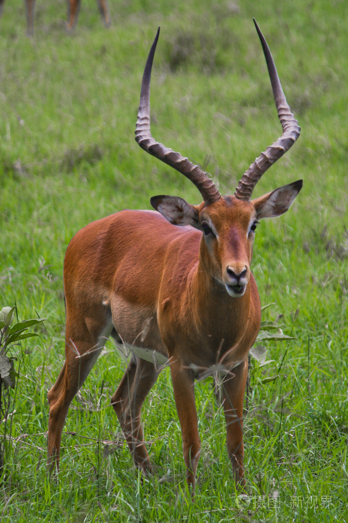 瞪羚照片-正版商用图片0avsfv-摄图新视界