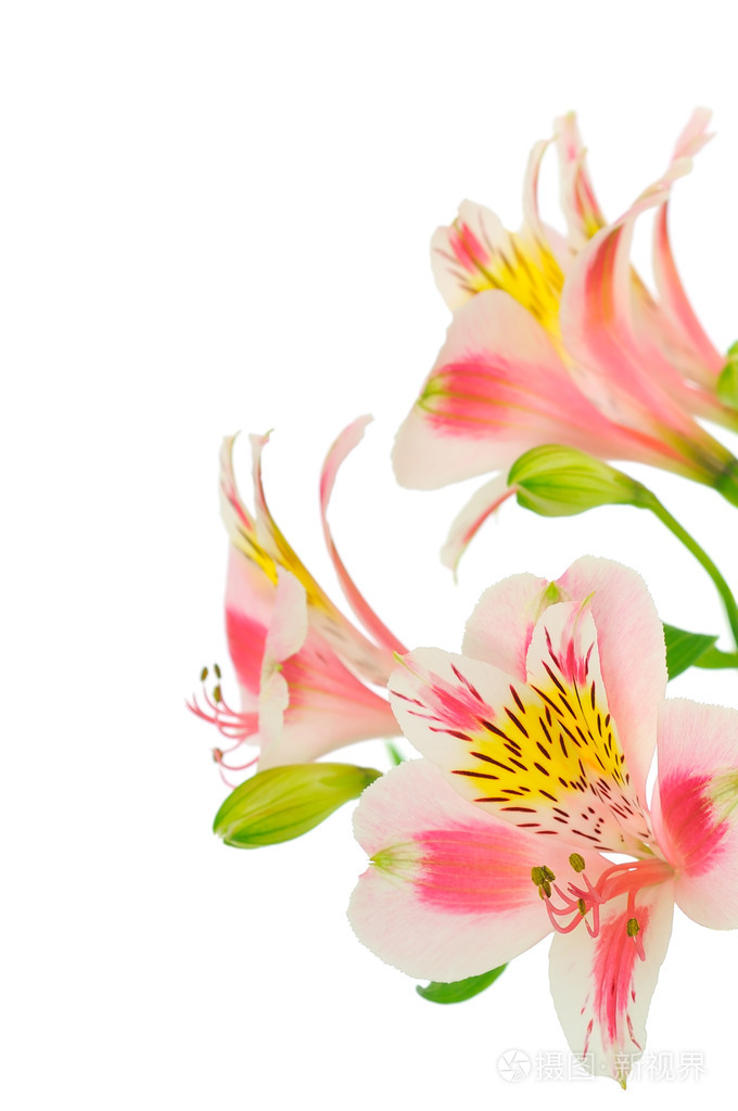 白底粉红花