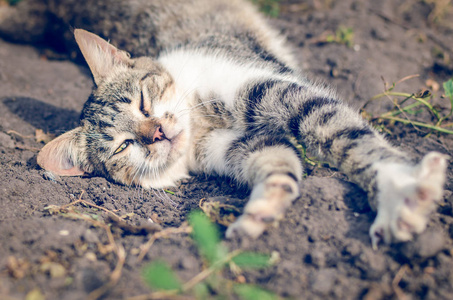 一只灰色的猫躺在地上, 在夏天的一天