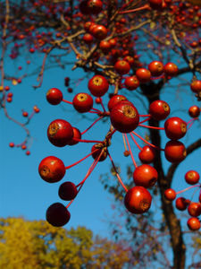秋季浆果