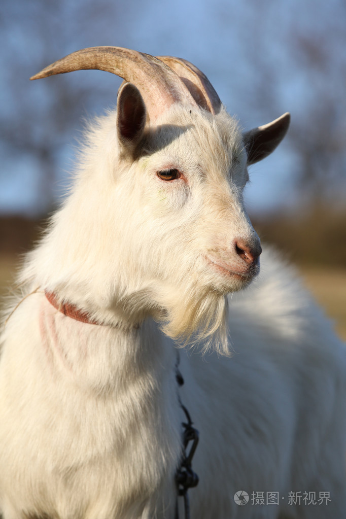 有角的山羊的肖像