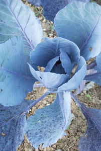 蓝白菜叶.卷心菜的头.种植蔬菜.果园, 自然背景照片