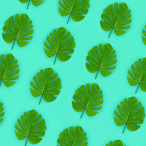 热带棕榈龟背竹叶子位于一张柔和的彩色纸上。自然夏日概念模式。平躺组成。顶部视图