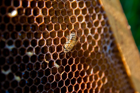 一只蜜蜂在蜂窝上工作