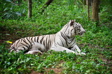 雌性孟加拉白虎
