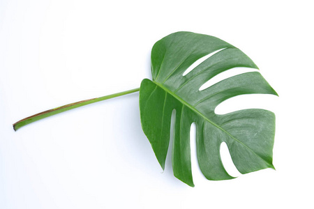 热带植物叶子白色自然概念的背景