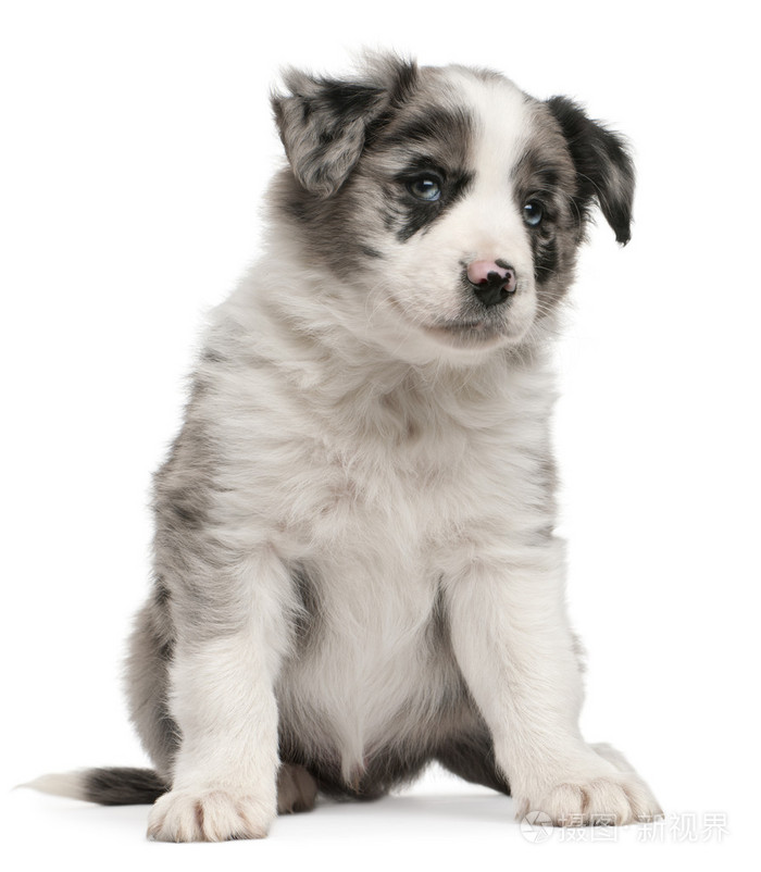 蓝梅尔边境牧羊犬幼犬 6 周老 坐在白色背景前照片 正版商用图片0aw4m2 摄图新视界